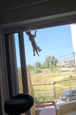 Πανιά σιτών και συρμάτινα πανιά